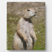 Schwarzschwanzhund Fotoplatte (Vorderseite)