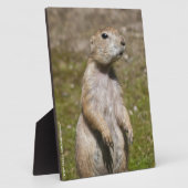 Schwarzschwanzhund Fotoplatte (Seite)