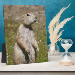 Schwarzschwanzhund Fotoplatte