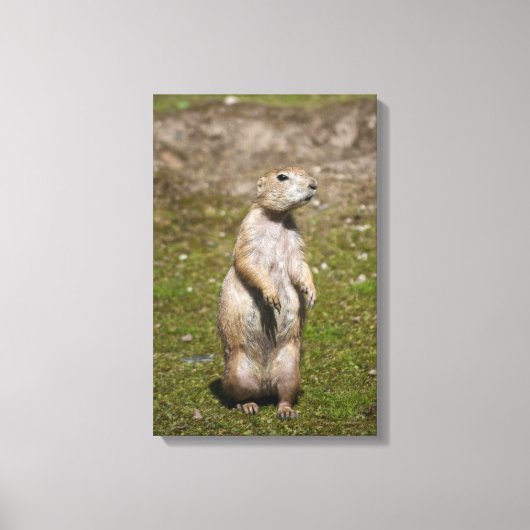 Schwarzschwanzhund Leinwanddruck (Vorderseite)