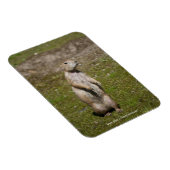 Schwarzschwanzhund Magnet (Rechte Seite)