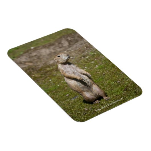 Schwarzschwanzhund Magnet (Rechte Seite)