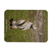 Schwarzschwanzhund Magnet (Horizontal)