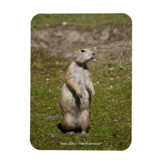 Schwarzschwanzhund Magnet (Vertikal)