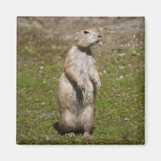 Schwarzschwanzhund Magnet (Vorne)