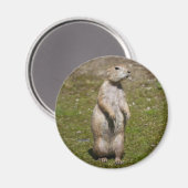 Schwarzschwanzhund Magnet (Vorderseite/Rückseite)
