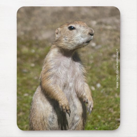 Schwarzschwanzhund Mousepad (Vorne)