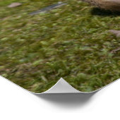 Schwarzschwanzhund Poster (Ecke)