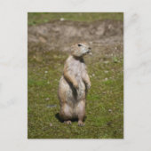 Schwarzschwanzhund Postkarte (Vorderseite)