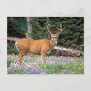 Schwarzschwanzige Rotwild, Dollar Wildblumen Postkarte