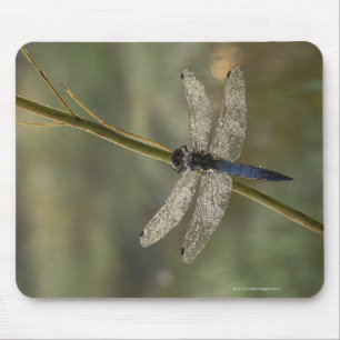Schwarzschwanziges Abstreicheisen Mousepad