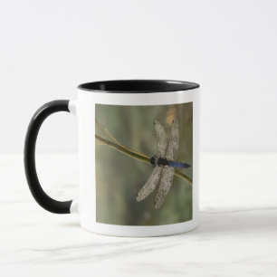 Schwarzschwanziges Abstreicheisen Tasse
