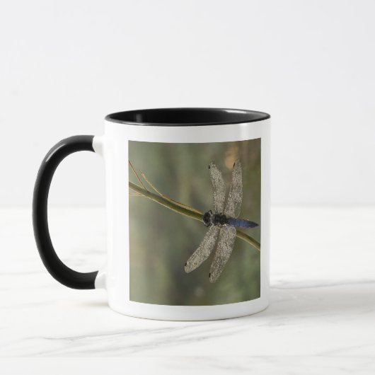 Schwarzschwanziges Abstreicheisen Tasse (Links)