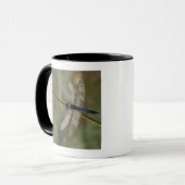Schwarzschwanziges Abstreicheisen Tasse (Vorderseite Links)