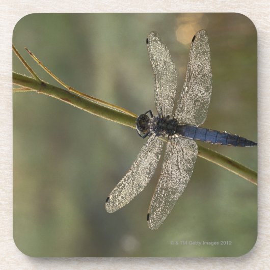 Schwarzschwanziges Abstreicheisen Untersetzer (Vorderseite)