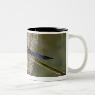 Schwarzschwanziges Abstreicheisen Zweifarbige Tasse