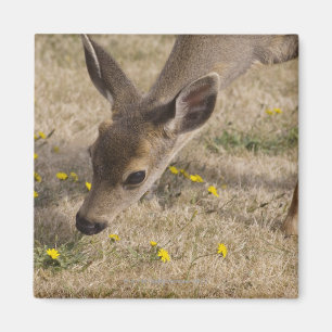 Schwarzschwanziges Weiden lassen der Rotwild Magnet