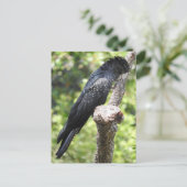 Schwarzschwanzkakadu Postkarte (Stehend Vorderseite)