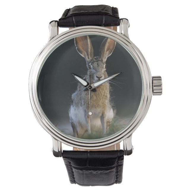 Schwarzschwanzkaninchen, Lepus californicus, 2 Armbanduhr (Vorderseite)