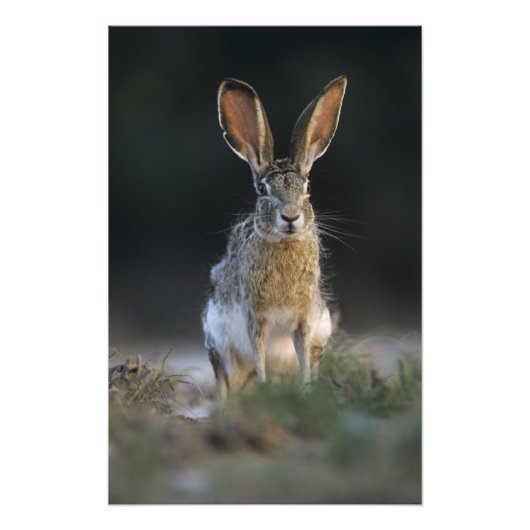 Schwarzschwanzkaninchen, Lepus californicus, 2 Fotodruck (Vorne)