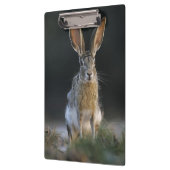 Schwarzschwanzkaninchen, Lepus californicus, 2 Klemmbrett (Links)