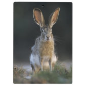 Schwarzschwanzkaninchen, Lepus californicus, 2 Klemmbrett (Rückseite)