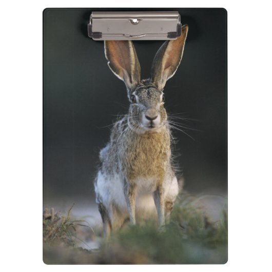 Schwarzschwanzkaninchen, Lepus californicus, 2 Klemmbrett (Vorderseite)