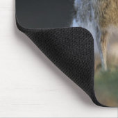 Schwarzschwanzkaninchen, Lepus californicus, 2 Mousepad (Ecke)