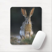 Schwarzschwanzkaninchen, Lepus californicus, 2 Mousepad (Mit Mouse)