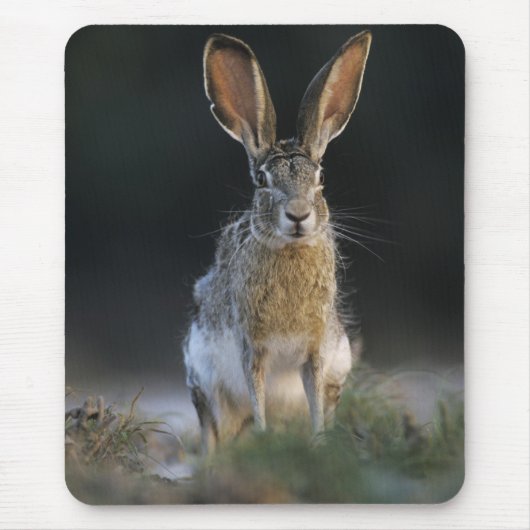Schwarzschwanzkaninchen, Lepus californicus, 2 Mousepad (Vorne)