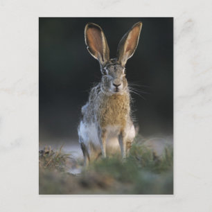 Schwarzschwanzkaninchen, Lepus californicus, 2 Postkarte