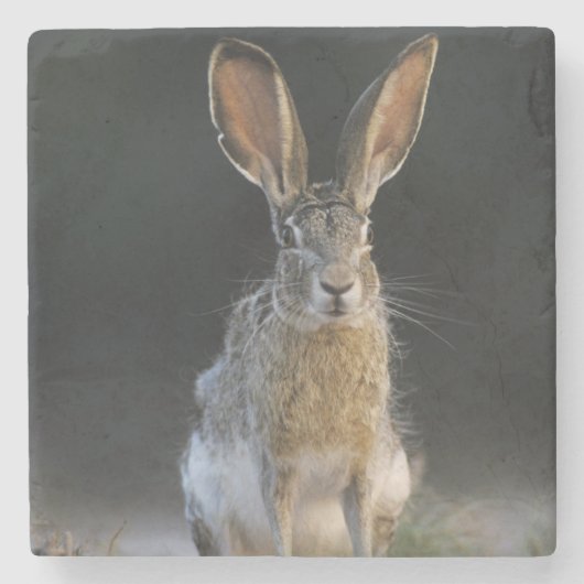 Schwarzschwanzkaninchen, Lepus californicus, 2 Steinuntersetzer (Vorderseite)
