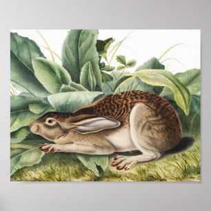 Schwarzschwanzkaninchen (Lepus negricaudatus) Poster