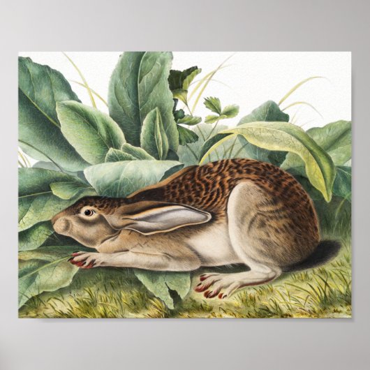 Schwarzschwanzkaninchen (Lepus negricaudatus) Poster (Vorne)