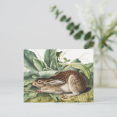 Schwarzschwanzkaninchen (Lepus negricaudatus) Postkarte (Stehend Vorderseite)