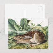 Schwarzschwanzkaninchen (Lepus negricaudatus) Postkarte (Vorne/Hinten)