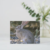 Schwarzschwanzkaninchen Postkarte (Stehend Vorderseite)