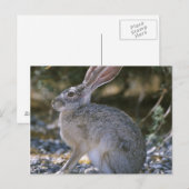 Schwarzschwanzkaninchen Postkarte (Vorne/Hinten)