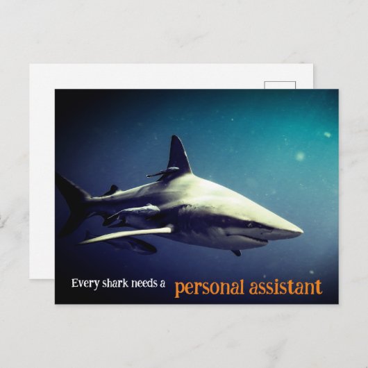 Schwarzspitzenhai Feiertagspostkarte (Vorne/Hinten)