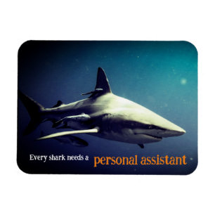 Schwarzspitzenhai Magnet