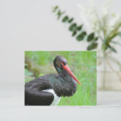 Schwarzstorch Postkarte (Stehend Vorderseite)