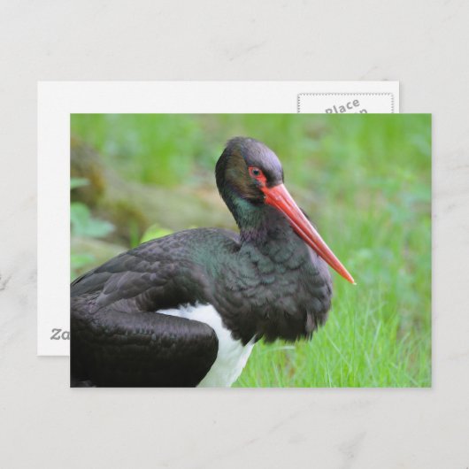 Schwarzstorch Postkarte (Vorne/Hinten)
