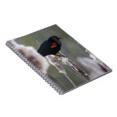 Schwarzvogel (Agelaius phoeniceus) Notizblock (Rechte Seite)