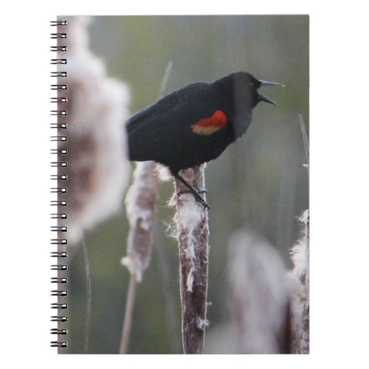 Schwarzvogel (Agelaius phoeniceus) Notizblock (Vorderseite)