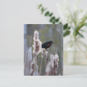 Schwarzvogel (Agelaius phoeniceus) Postkarte (Stehend Vorderseite)