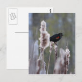 Schwarzvogel (Agelaius phoeniceus) Postkarte (Vorne/Hinten)