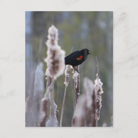Schwarzvogel (Agelaius phoeniceus) Postkarte (Vorderseite)