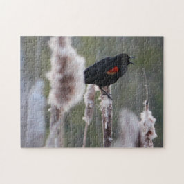 Schwarzvogel (Agelaius phoeniceus) Puzzle