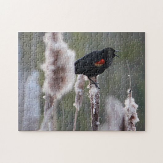 Schwarzvogel (Agelaius phoeniceus) Puzzle (Horizontal)