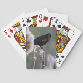 Schwarzvogel (Agelaius phoeniceus) Spielkarten